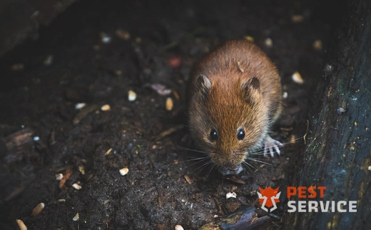 Дератизация в Мелеузе